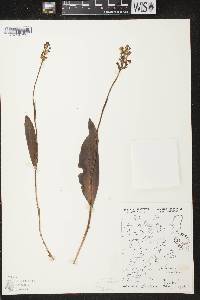 Platanthera clavellata image