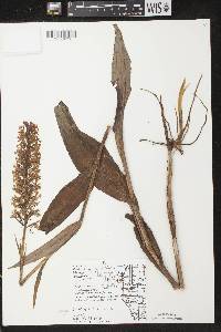 Platanthera psycodes image