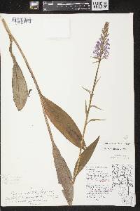 Platanthera psycodes image