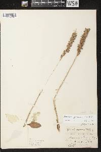 Goodyera pubescens image