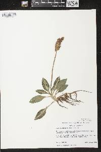 Goodyera pubescens image