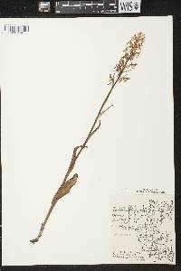 Platanthera lacera image