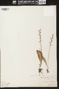 Platanthera obtusata image