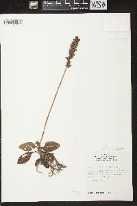 Goodyera pubescens image