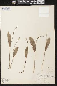 Platanthera clavellata image
