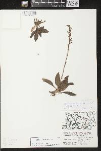 Goodyera tesselata image