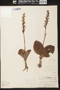 Platanthera hookeri image