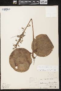 Platanthera orbiculata image