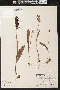 Platanthera clavellata image