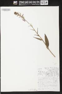 Platanthera psycodes image