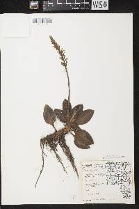 Goodyera pubescens image