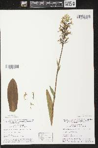 Platanthera lacera image