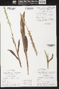 Platanthera huronensis image