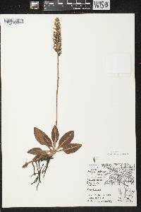 Goodyera pubescens image