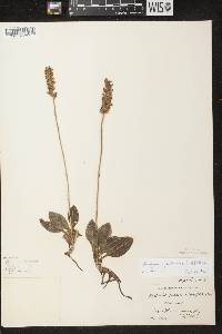 Goodyera pubescens image