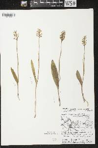 Platanthera clavellata image