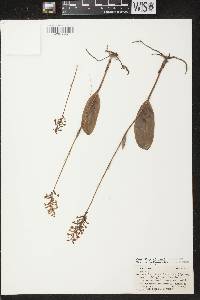 Platanthera clavellata image