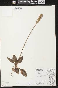 Goodyera pubescens image