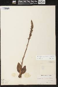 Goodyera pubescens image