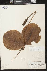 Platanthera orbiculata image