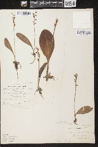 Platanthera obtusata image
