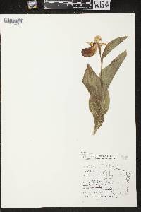 Cypripedium reginae image