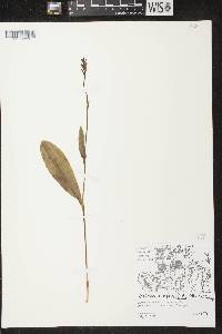Platanthera clavellata image