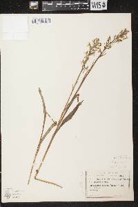 Platanthera lacera image