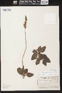 Goodyera pubescens image