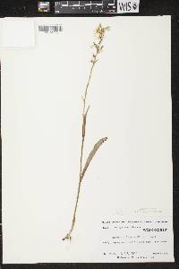 Platanthera lacera image