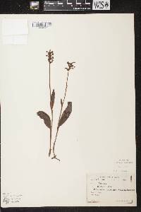 Platanthera clavellata image