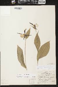 Cypripedium parviflorum var. makasin image