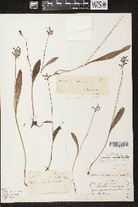 Platanthera clavellata image