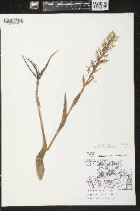 Platanthera lacera image