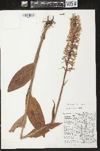 Platanthera psycodes image