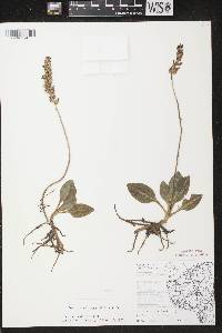 Goodyera pubescens image