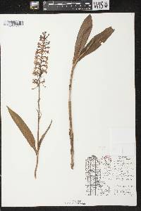 Platanthera psycodes image