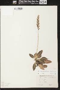 Goodyera pubescens image