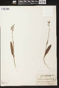 Platanthera clavellata image