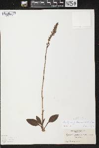 Goodyera pubescens image