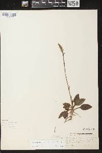 Goodyera pubescens image