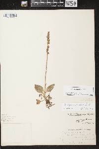 Goodyera tesselata image