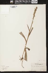 Platanthera huronensis image