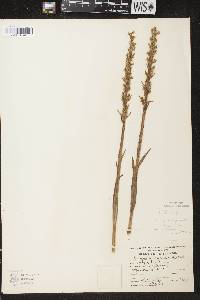 Platanthera huronensis image