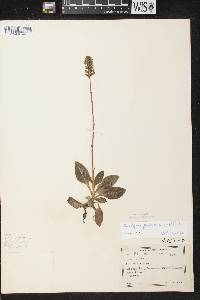 Goodyera pubescens image