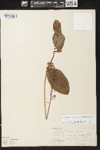 Platanthera orbiculata image