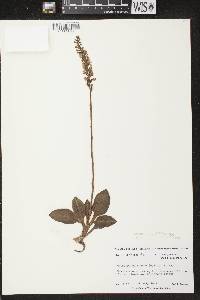 Goodyera pubescens image