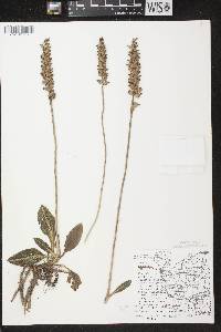 Goodyera pubescens image