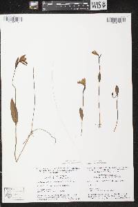 Pogonia ophioglossoides image