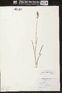 Spiranthes romanzoffiana image